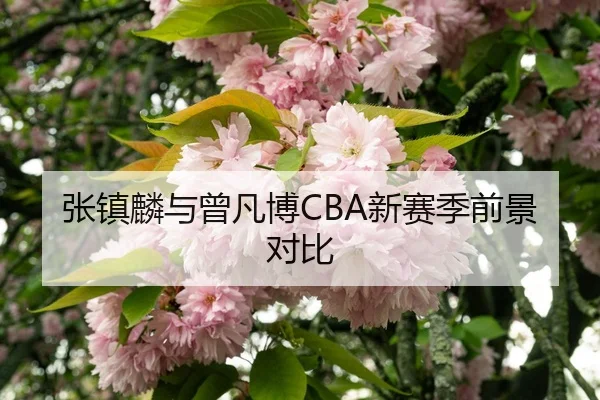 张镇麟与曾凡博CBA新赛季前景对比 | SPORTS